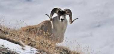 В Хороге из-за холодов горные козлы стали чаще спускаться к населенным пунктам в поисках пищи