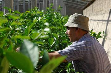 ФАО продолжает поддерживать мелкие инвестиции в сельское хозяйство Таджикистана