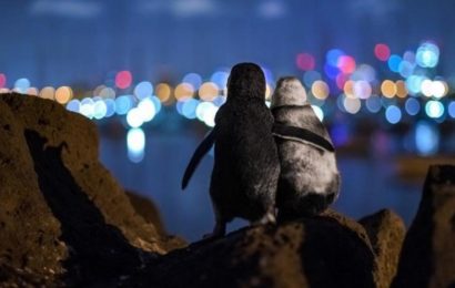 Снимок двух пингвинов стал победителем премии Ocean Photograph Awards