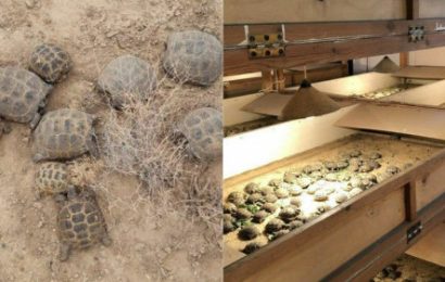 В Узбекистане провели операцию по спасению черепах на строительстве солнечной электростанции