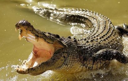 В Австралии мужчина вырвался из пасти крокодила, схватившего его за голову