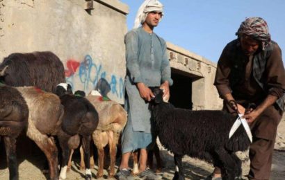 Талибан объявил трехдневное прекращение огня по случаю праздника Курбан-байрам