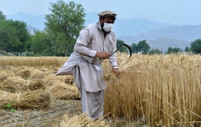ФАО призывает к срочному выделению гуманитарной помощи Афганистану
