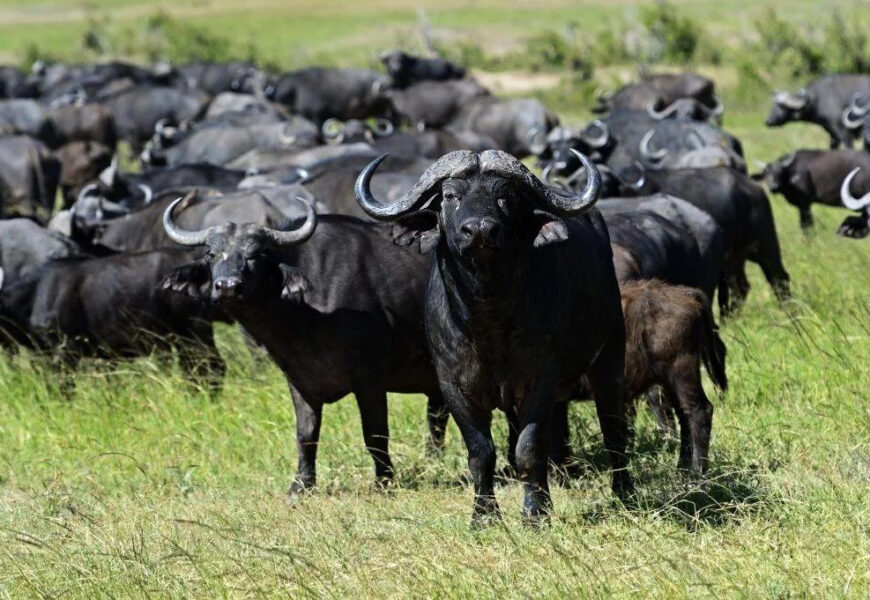 ГӮШТ ГАРОНУ БОЗОР ТАНГ: Чаро Тоҷикистон аз Ҳиндустон гӯшти арзону “Ҳалол” ворид намекунад? ГӮШТ ГАРОНУ БОЗОР ТАНГ: Чаро Тоҷикистон аз Ҳиндустон гӯшти арзону “Ҳалол” ворид намекунад?