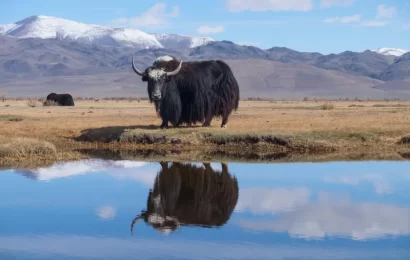 Яководство в Таджикистане — перспективная отрасль высокогорного животноводства Яководство в Таджикистане — перспективная отрасль высокогорного животноводства