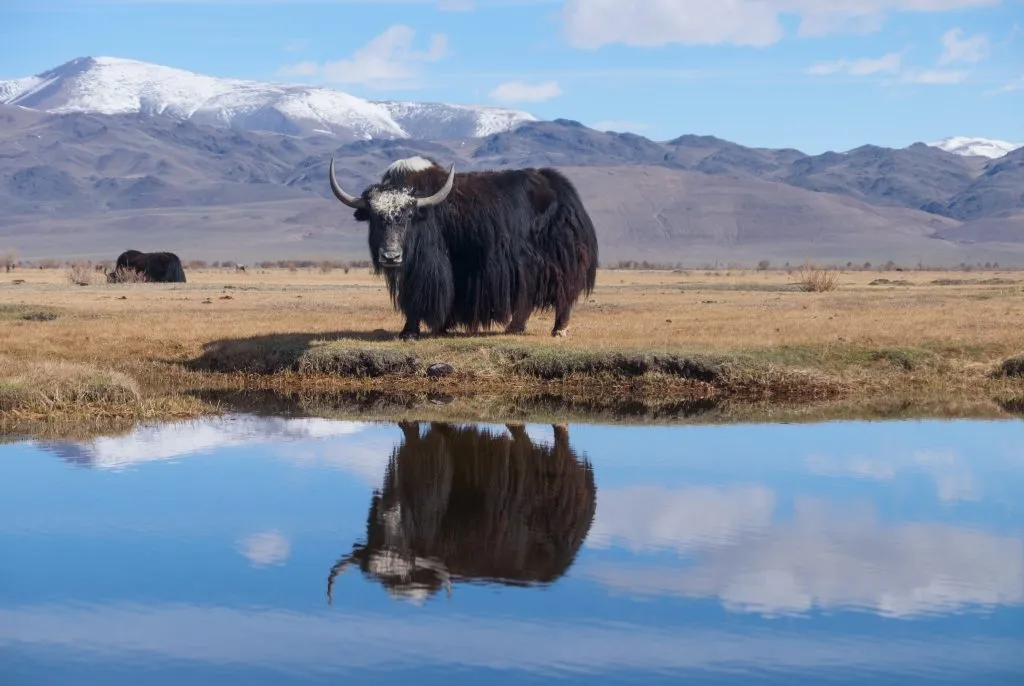 Парвариши қӯтос дар Тоҷикистон — соҳаи ояндадори чорводорӣ дар баландкӯҳҳо Парвариши қӯтос дар Тоҷикистон — соҳаи ояндадори чорводорӣ дар баландкӯҳҳо