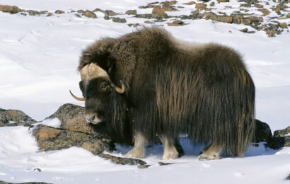 Яководство в Таджикистане — перспективная отрасль высокогорного животноводства Яководство в Таджикистане — перспективная отрасль высокогорного животноводства