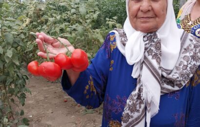 Согд и Хатлон: обмен аграрным опытом в теплицах и садах Согд и Хатлон: обмен аграрным опытом в теплицах и садах